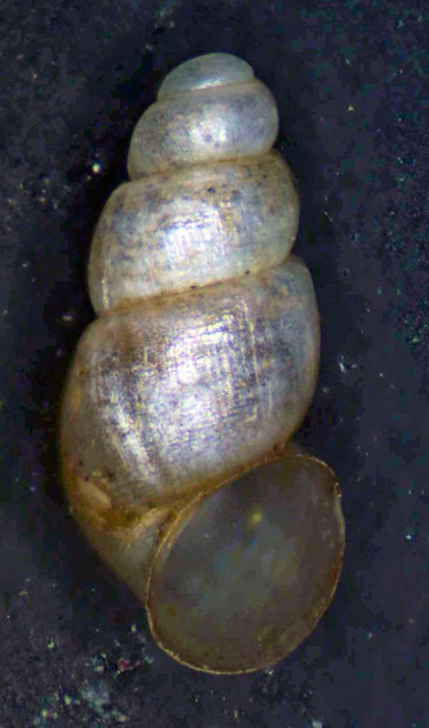 piccolino mm 1,6 da identificare [Paladilhiopsis virei]
